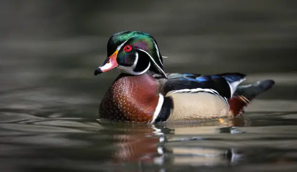 Photo of Wood Duck