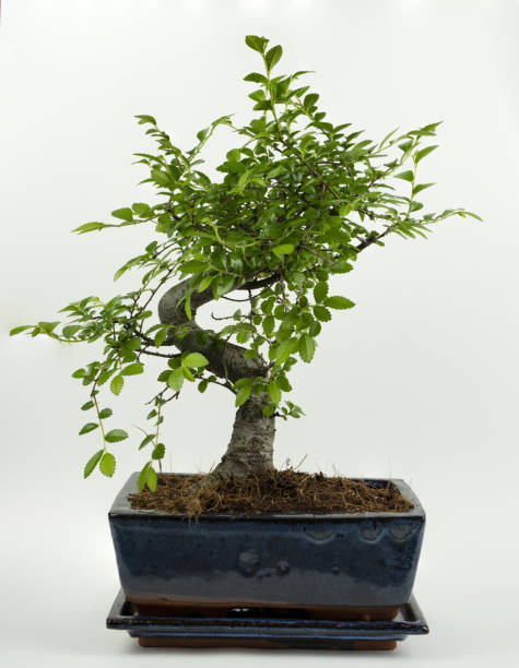 istock Zelkova bonsai in pot with white background 1310280410