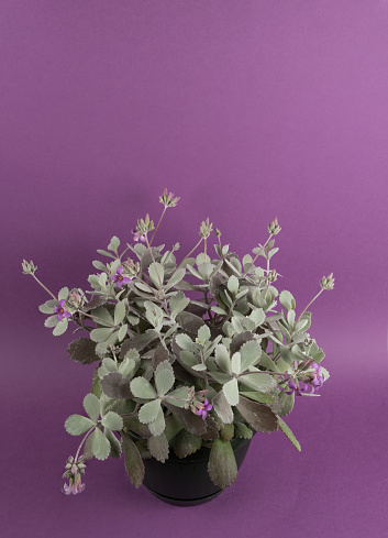 kalanchoe pumila in pot with purple background, top view