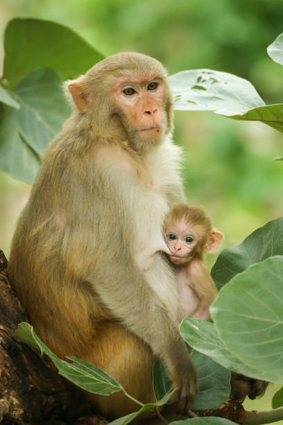 어머니 - animal ape monkey bonding 뉴스 사진 이미지