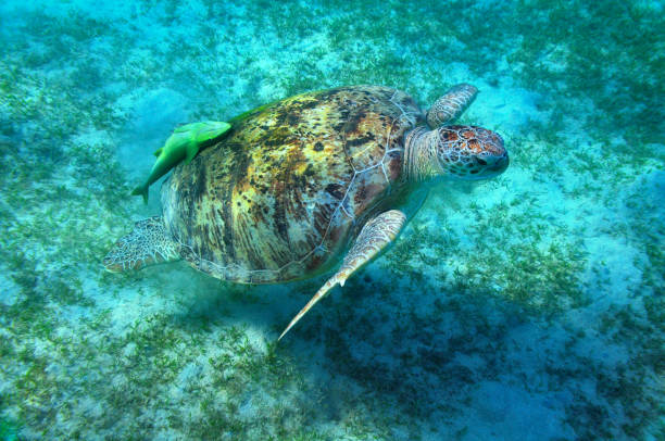 Big sea turtle and suckerfish stock photo