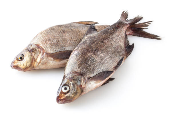 istock Common river breams isolated on white background. Freshwater fish 1310280727