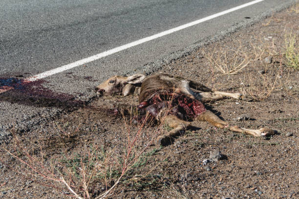 istock Dead roe deer on the side of the road. 1310281846