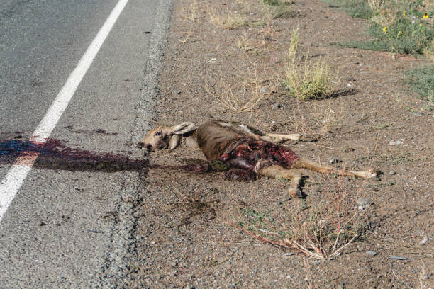istock Dead roe deer on the side of the road. 1310281851