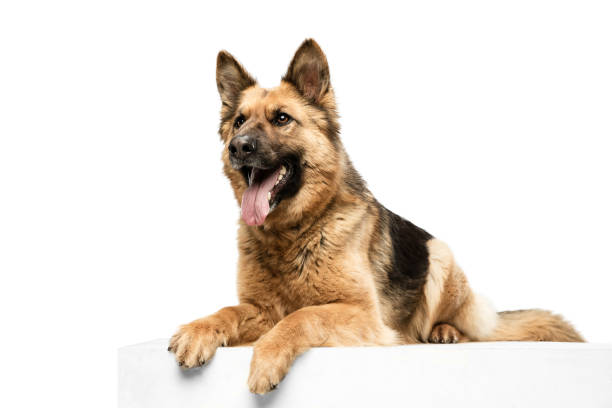 istock Cute Shepherd dog posing isolated over white background 1310283659