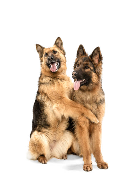 istock Cute Shepherd dogs posing isolated over white background 1310283666