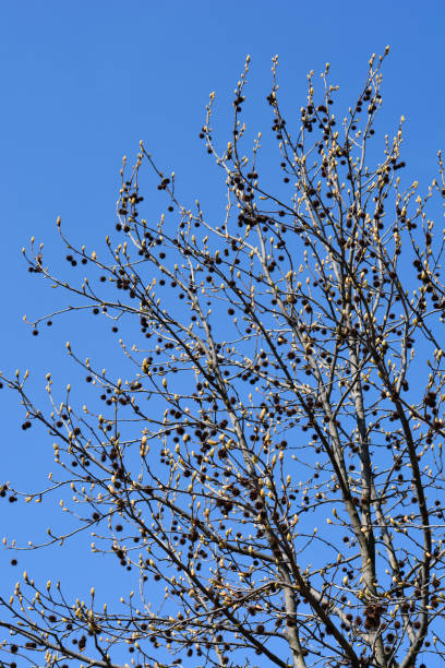 istock American sweetgum 1310283770