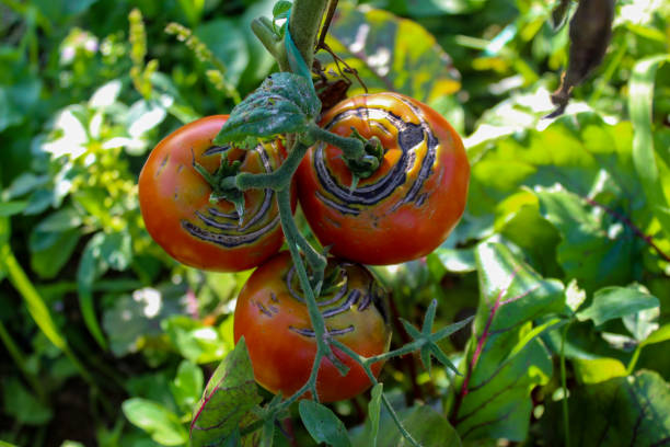 枝の上に損傷した熟したトマトのグループ。つるの上の熟したトマトのグループ。 - planting crop ripe branch ストックフォトと画像