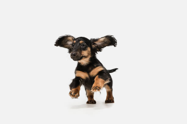 istock Cute puppy, dachshund dog posing isolated over white background 1310284545