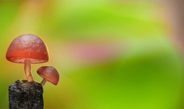 istock 3d rendering Mushroom Wallpaper with nice background color 1310284550