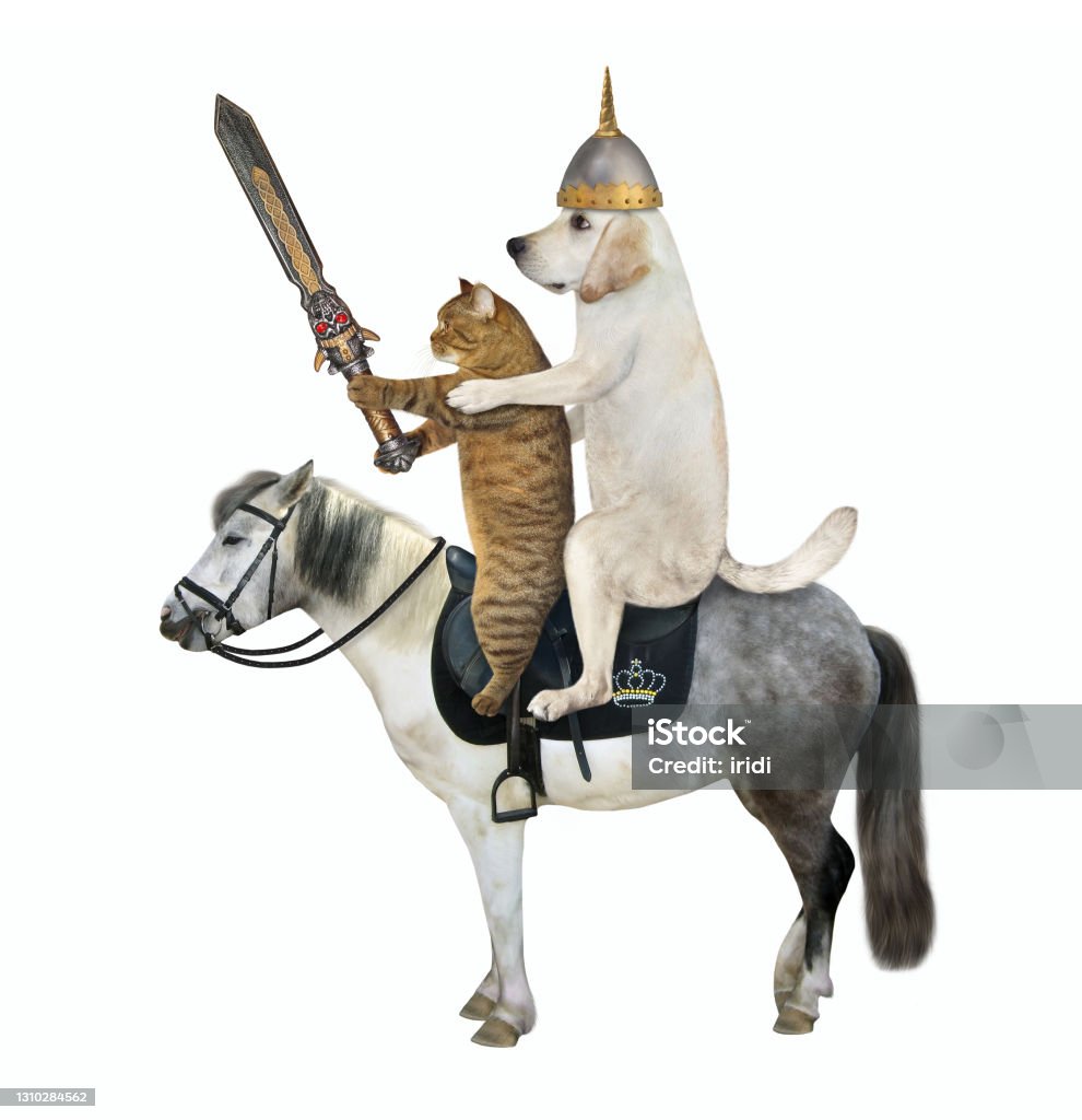 Ебет лошадь Собака Лабрадор С Мечом Едет Лошадь — стоковые фотографии и другие картинки Домашняя кошка - Домашняя кошка, Армейский шлем, Бежевый - iStock