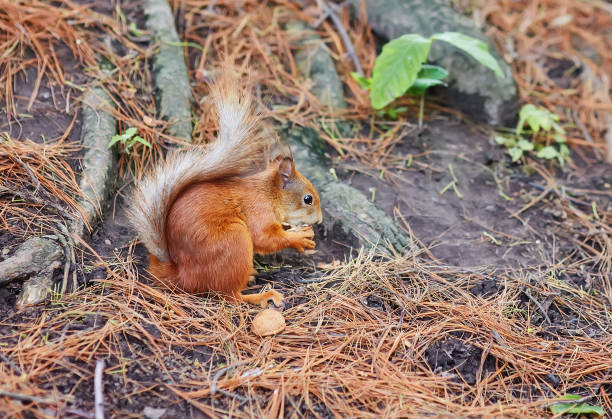 istock Red Squirrel, in the forest eating a nut 1310286416