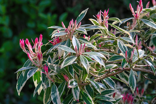 Japanese Pieris plant blooming in spring. Close view.