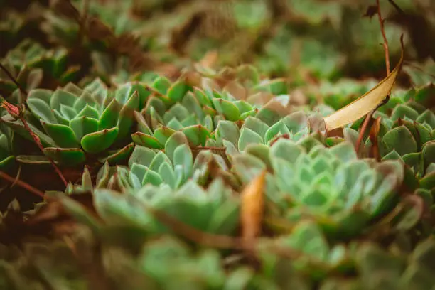 Photo of Green rose echeveria among dry leaves