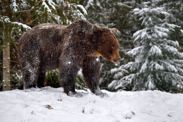 istock Wild brown bear (Ursus arctos) in winter forest 1310289513