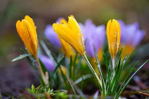 The yellow crocuses family with dew drops, spring crocus