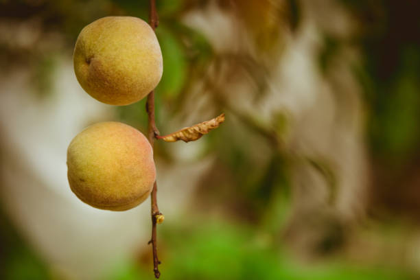 istock peach fruits on a tree 1310289678