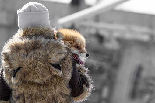 A girl in a fur coat with a red fox in her arms on the street in the city. Animal abuse and domestication. Protecting nature and wildlife. Rejection of natural fur coats and killing animals.