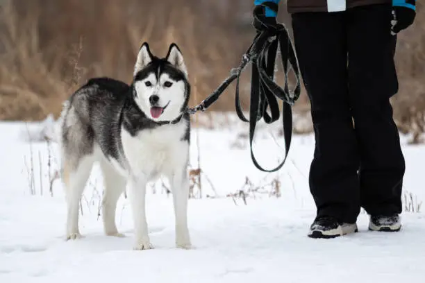 Photo of A Siberian husky dog stands next to a man in a winter jacket outside during the cold season. The pet stands next to the girl in a warm jacket. An animal on a leash outside the city in the snow.