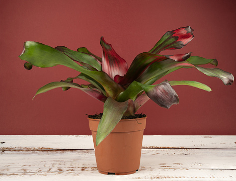neoregelia carolinae in pot with red background