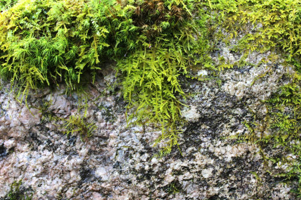 istock Fresh green wet moss covering a stone 1310292867