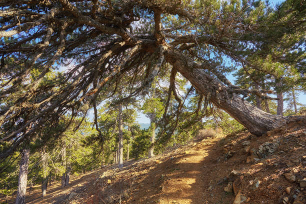 abeto en un sendero natural en la montaña troodos en chipre - akamas fotografías e imágenes de stock