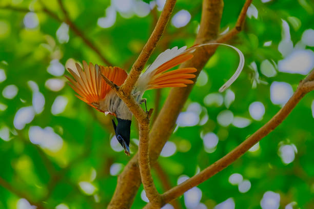 istock Indian Paradise Flycatcher 1310293144