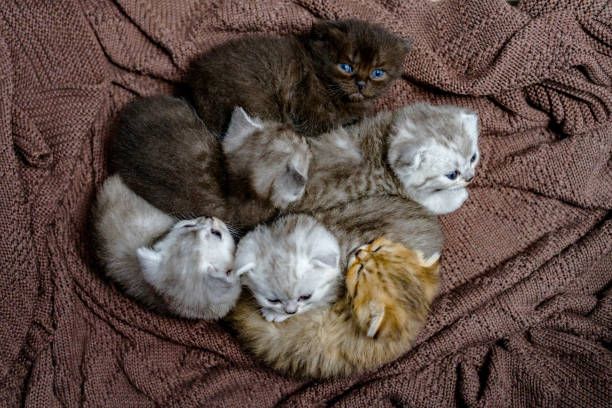 istock little british shortcut kittens. 1310293248
