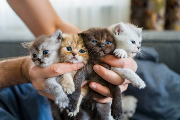 istock four little british shortcut kittens. 1310293318