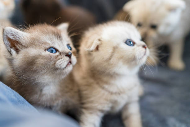 deux petits chatons raccourcis britanniques. - british longhair photos et images de collection
