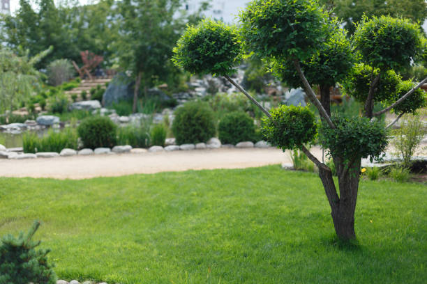 istock tree on green grass in japanese style garden 1310294557