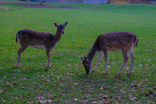 istock two fallow deer in the meadow grazing. Wildlife nature. 1310295568
