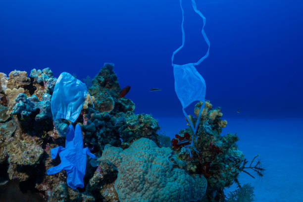 istock Discarded PPE from the coronavirus episode damages coral reef 1310299430