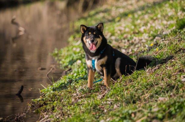 Black and Tan Shiba Inu Puppy running along a creek on an early spring day Black and Tan Shiba Inu Puppy running along a creek on an early spring day shiba inu black and tan stock pictures, royalty-free photos & images