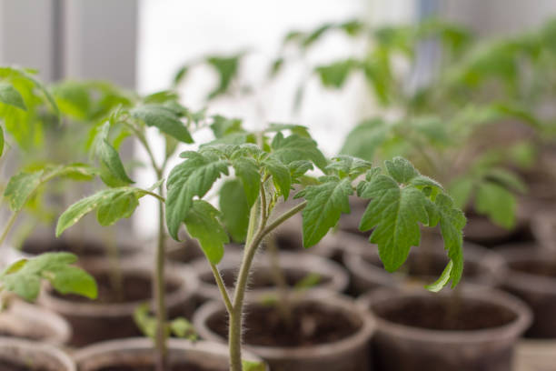 Seedlings.Young tomato seedlings grow on the windowsill