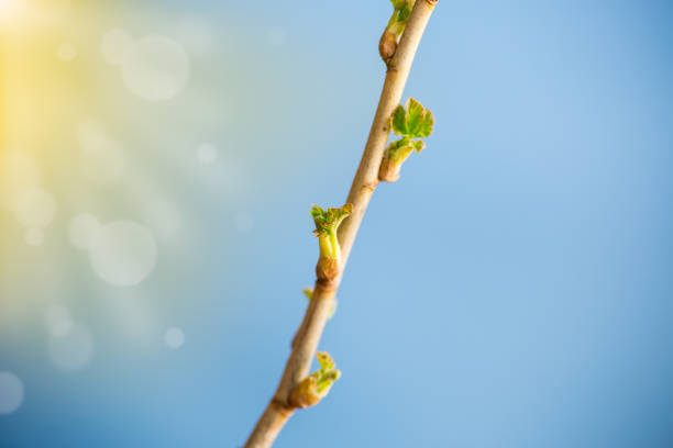 istock branch with young currant leaves on blue background 1310302375