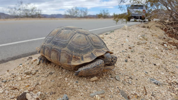 testuggine del deserto su strada, parco nazionale di joshua tree - desert tortoise foto e immagini stock