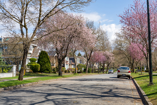 Vancouver city cherry blossom in beautiful full bloom in West 22nd Avenue, Arbutus Ridge residential neighbourhood. BC, Canada.