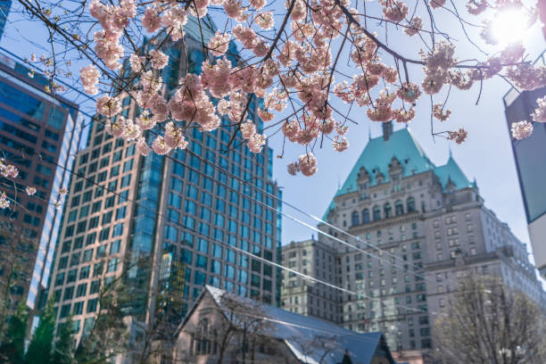 flor de cerejeira em linda floração completa na estação burrard. cidade de vancouver, canadá. - downtown vancouver - fotografias e filmes do acervo