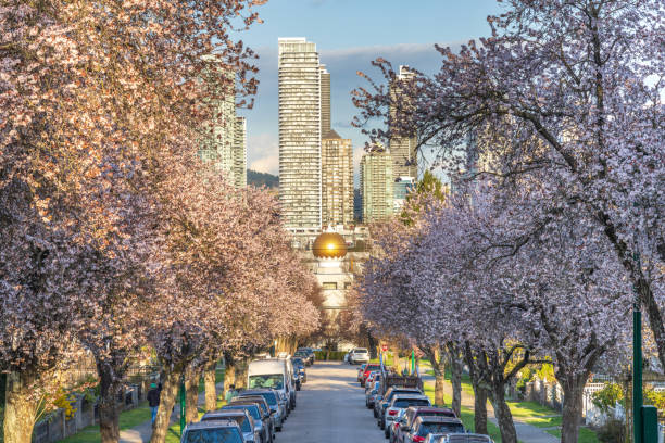 Cherry blossom tree full bloom in Vancouver City, Canada. Vancouver city cherry blossom in beautiful full bloom in East 3rd Avenue, Hastings-Sunrise. Akali Singh Sikh Society Temple in the background. BC, Canada. east vancouver stock pictures, royalty-free photos & images