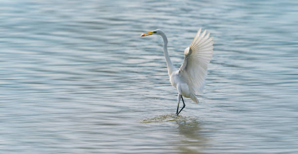 istock Great egret on the lake eating fish 1310305023