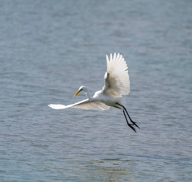 istock Great egret on the lake eating fish 1310305028