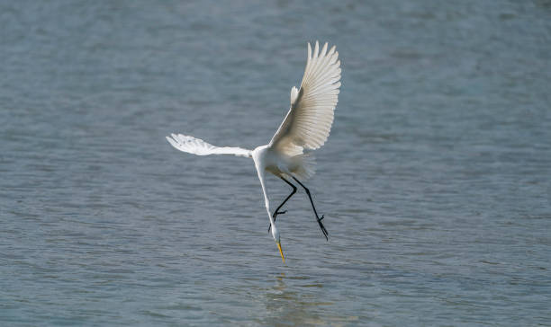 istock Great egret on the lake eating fish 1310305036