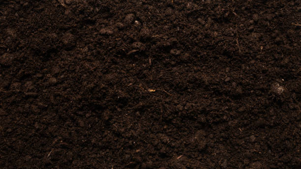 istock Black land for plant background. 1310305155