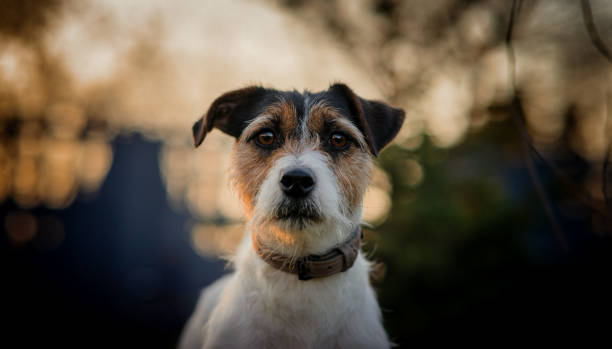 istock jack russell terrier outdoors in the beautiful light of the setting sun 1310305843