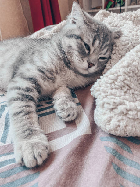 istock Cute Scottish cat, three month old kitten 1310307234