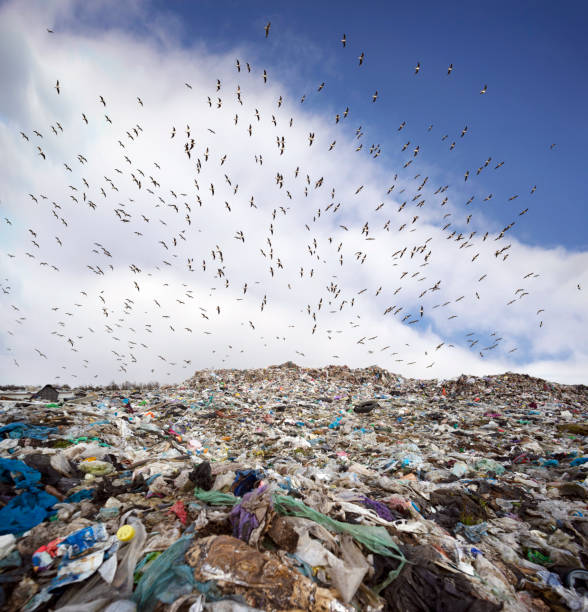 istock many seagull birds over the trash can 1310307235