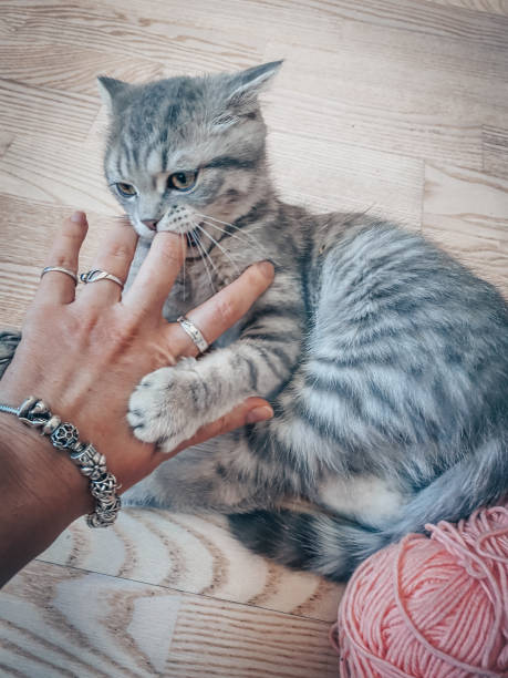 istock Cute Scottish cat, three month old kitten 1310307311