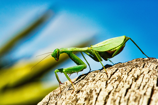 young specimen of praying mantis, Mantis religiosa; Mantidae