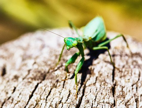 A vibrant green grasshopper perched on a stick, its delicate arthropod body contrasted against the rugged outdoor landscape, capturing the beauty of this often overlooked insect through captivating macro photography